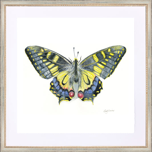 framed giclée swallowtail butterfly