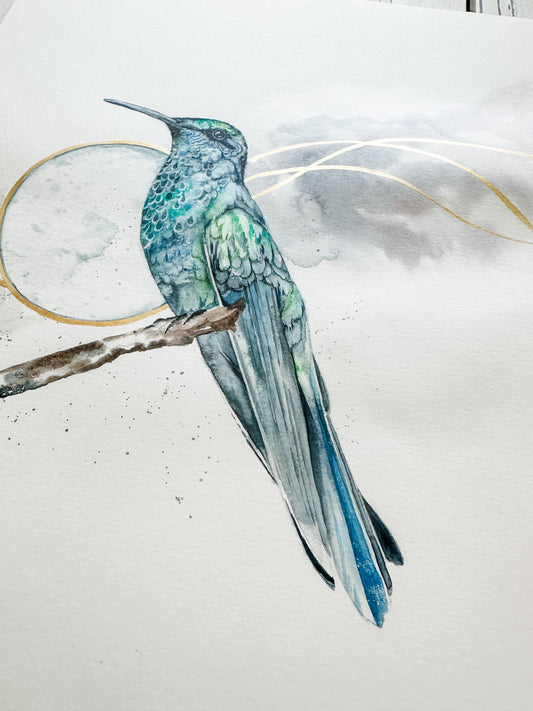 midnight hummingbird