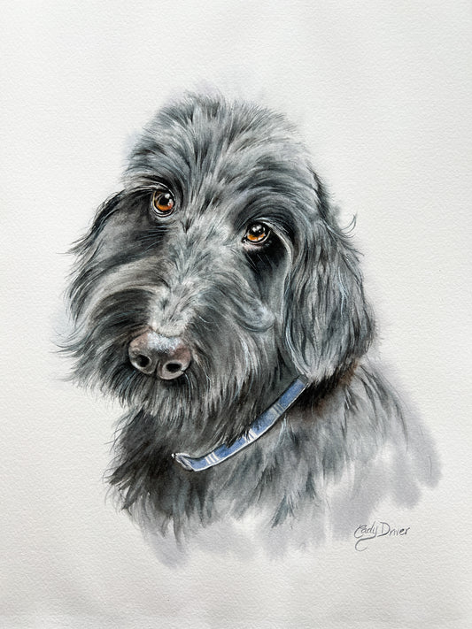 pet portraits