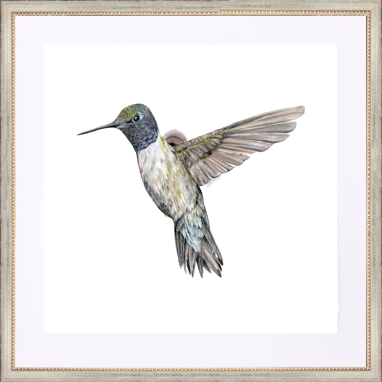 framed giclée black chinned hummingbird