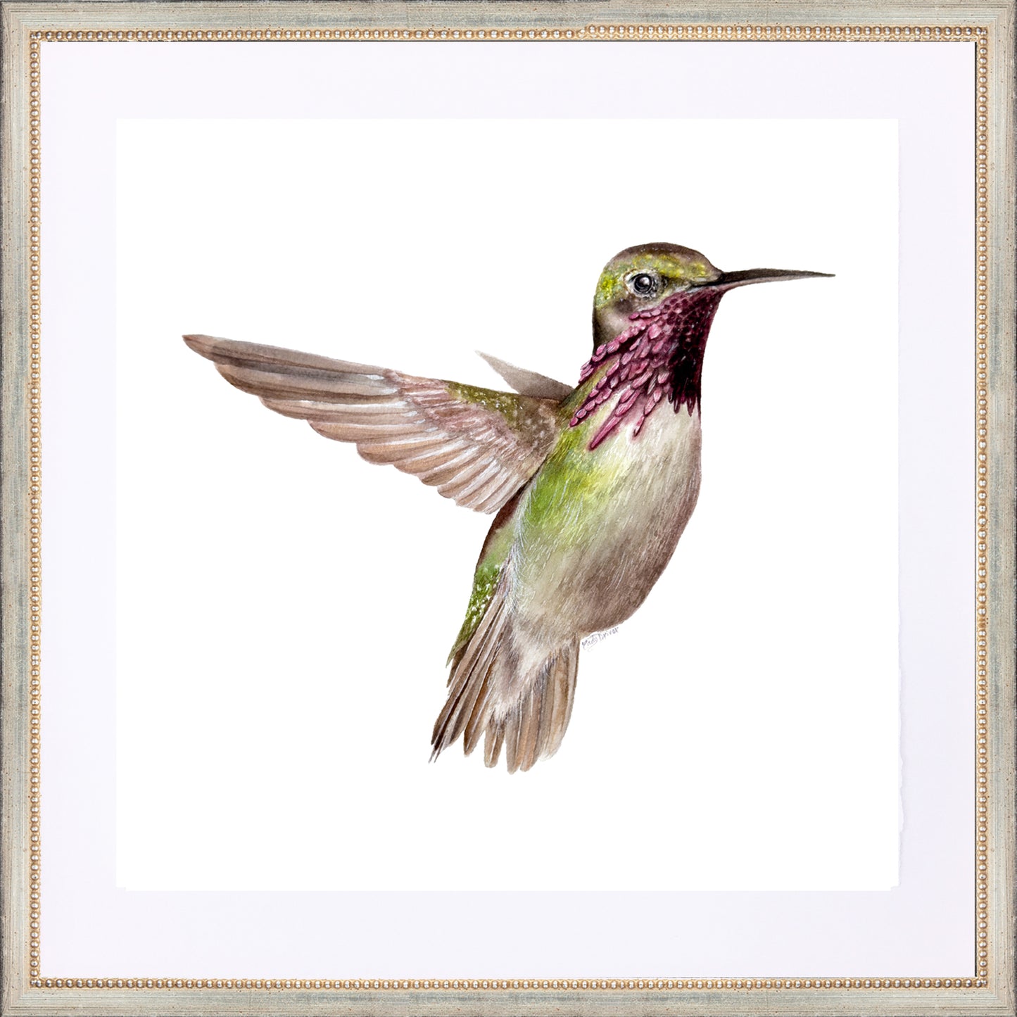 framed giclee calliope hummingbird