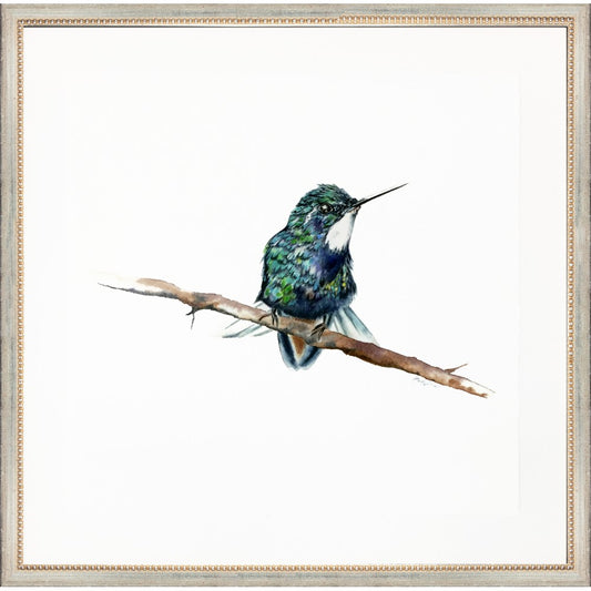 framed giclée blue sitting hummingbird