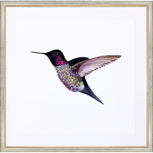 framed giclée purple flying hummingbird