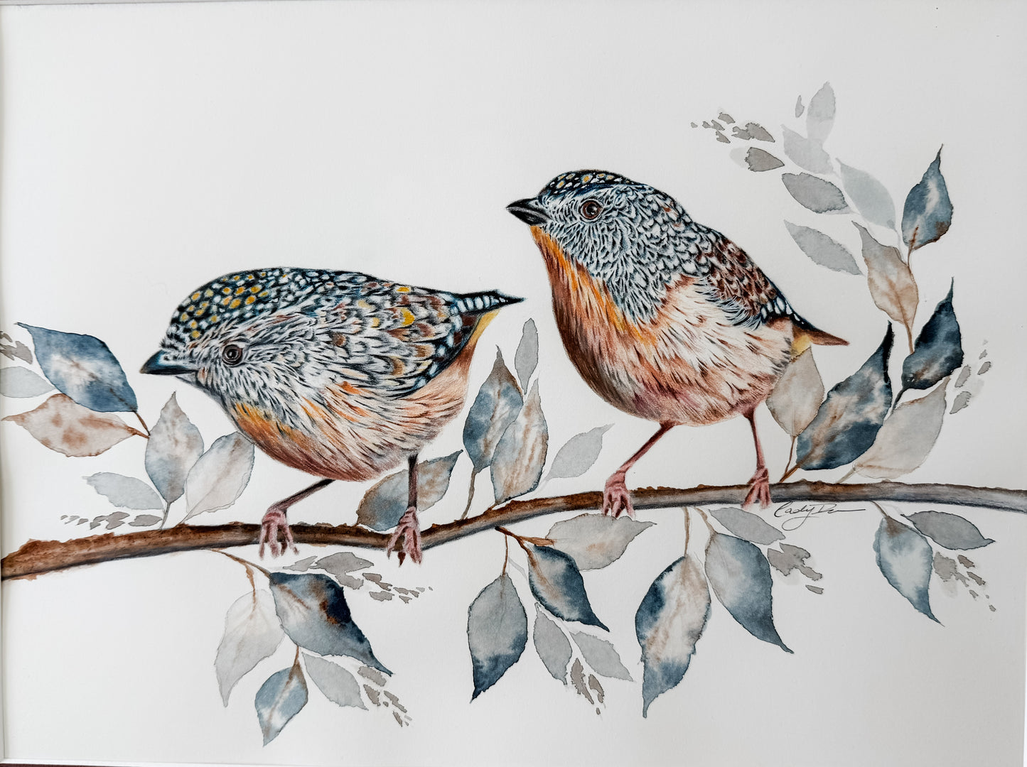 original spotted pardalots