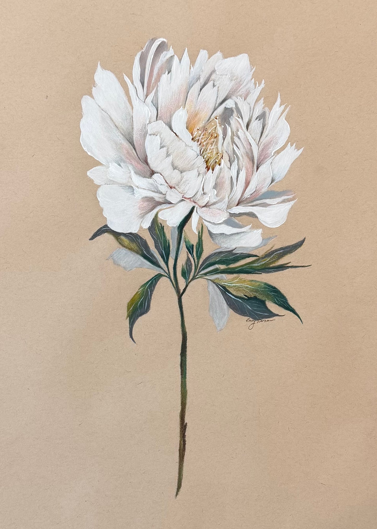 cottage peony