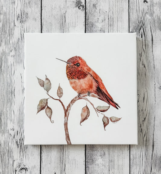12x12 hummingbird 4 canvas print
