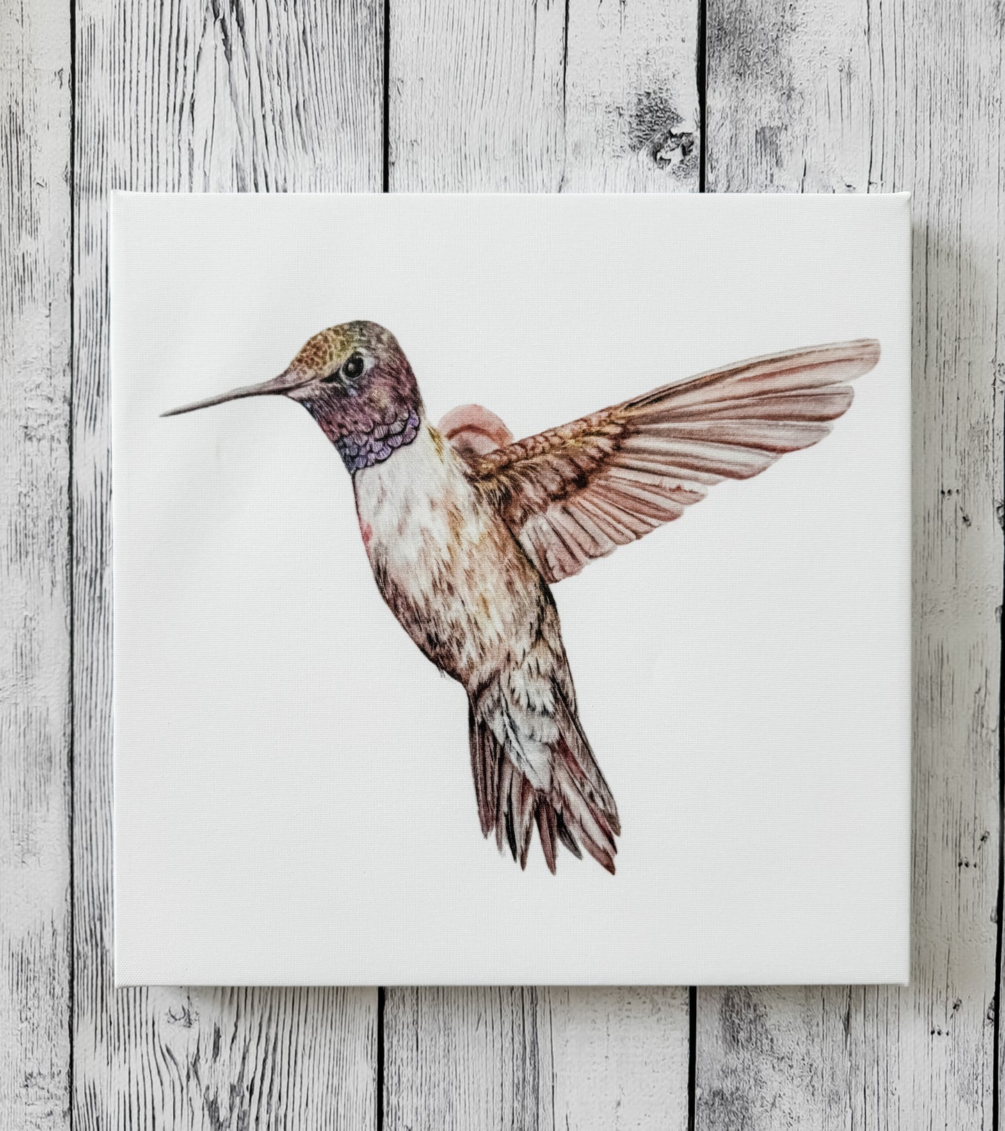 12x12 hummingbird 3 canvas print