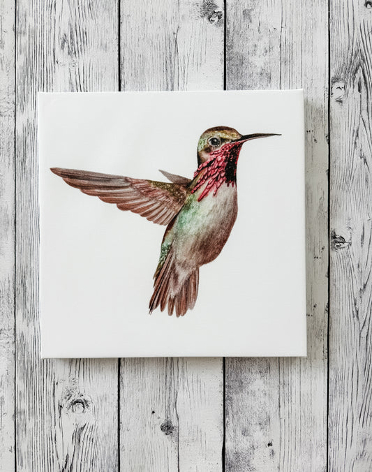 12x12 hummingbird 2 canvas print