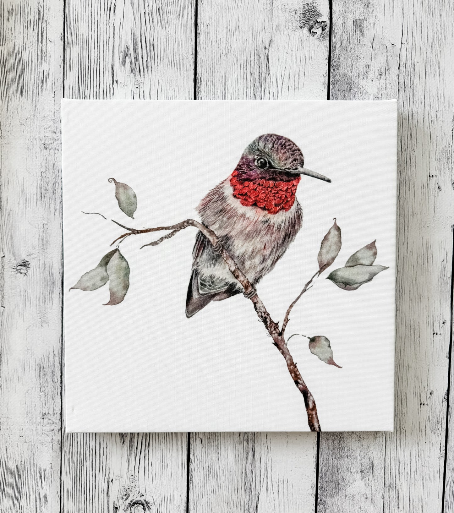 12x12 hummingbird 1 canvas print
