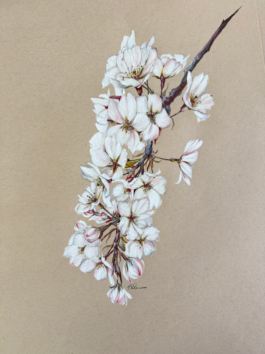 spring cherry blossoms