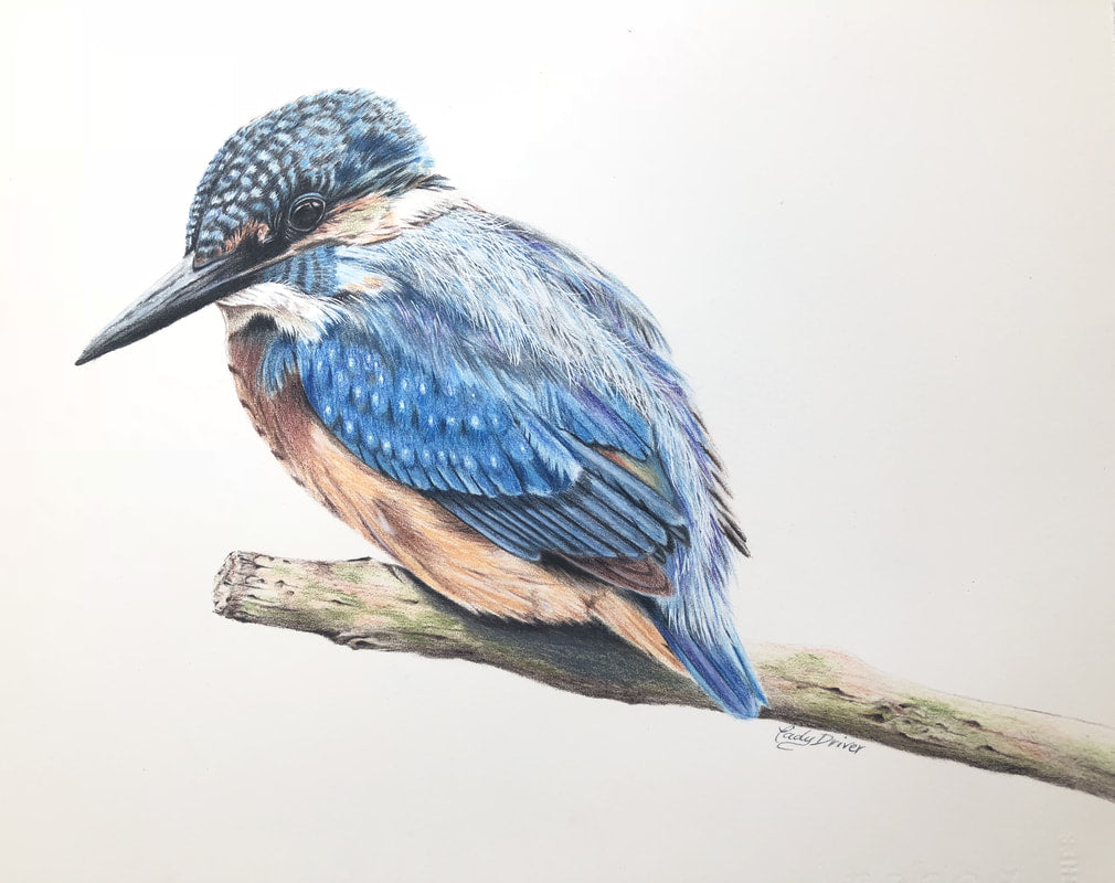 Kingfisher colored pencil artwork